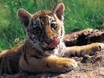 20071211195424-tigre.jpg